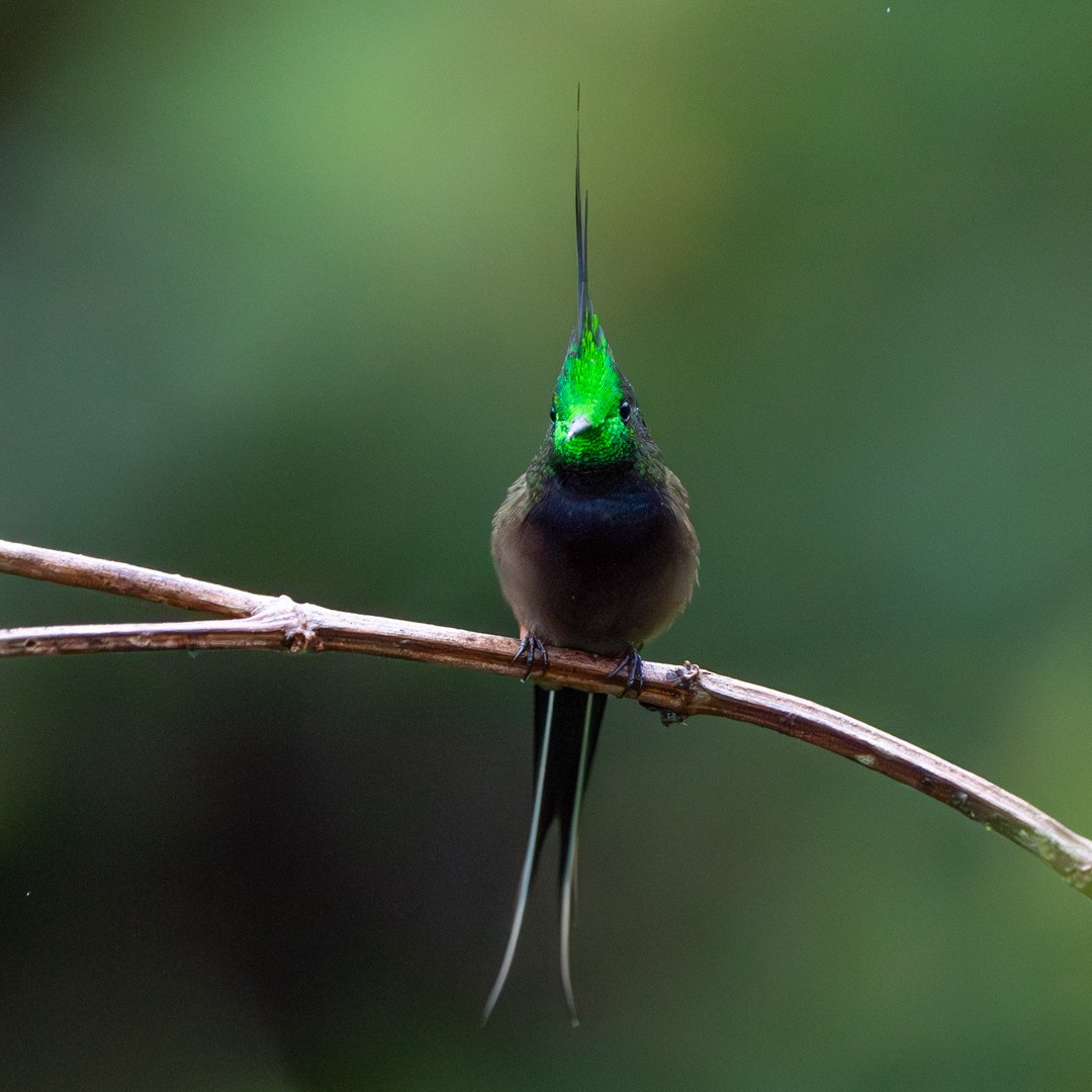 Wire-crested Thorntail - ML633045782