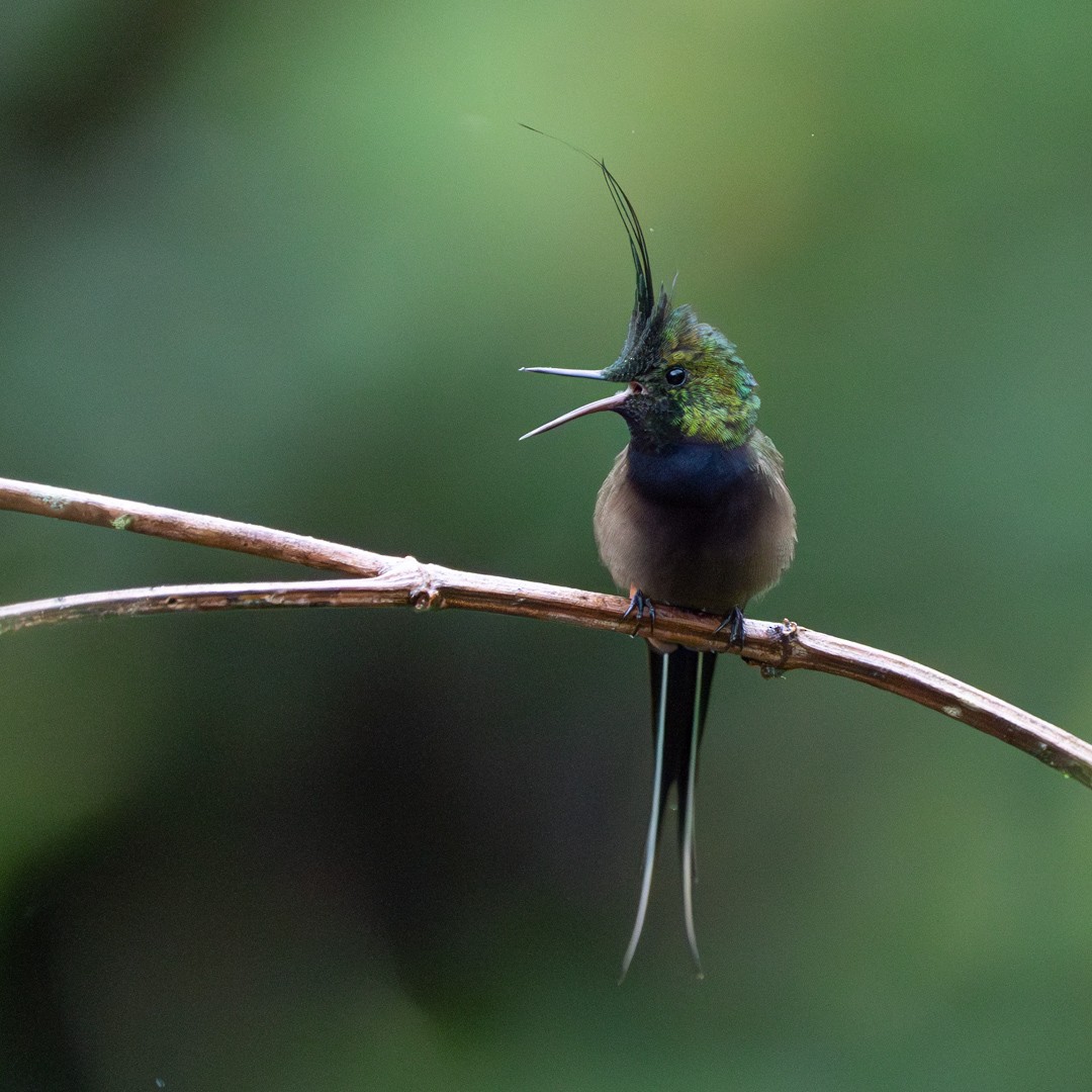 Wire-crested Thorntail - ML633045810