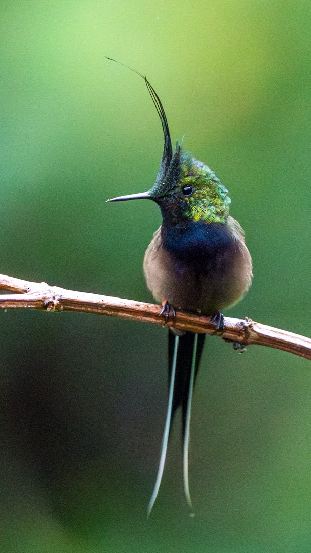 Wire-crested Thorntail - ML633045821