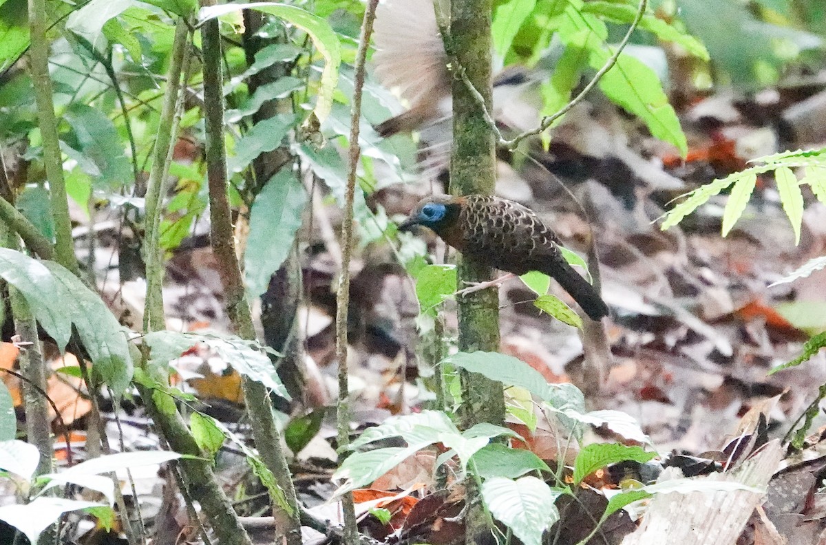 Ocellated Antbird - ML633045832