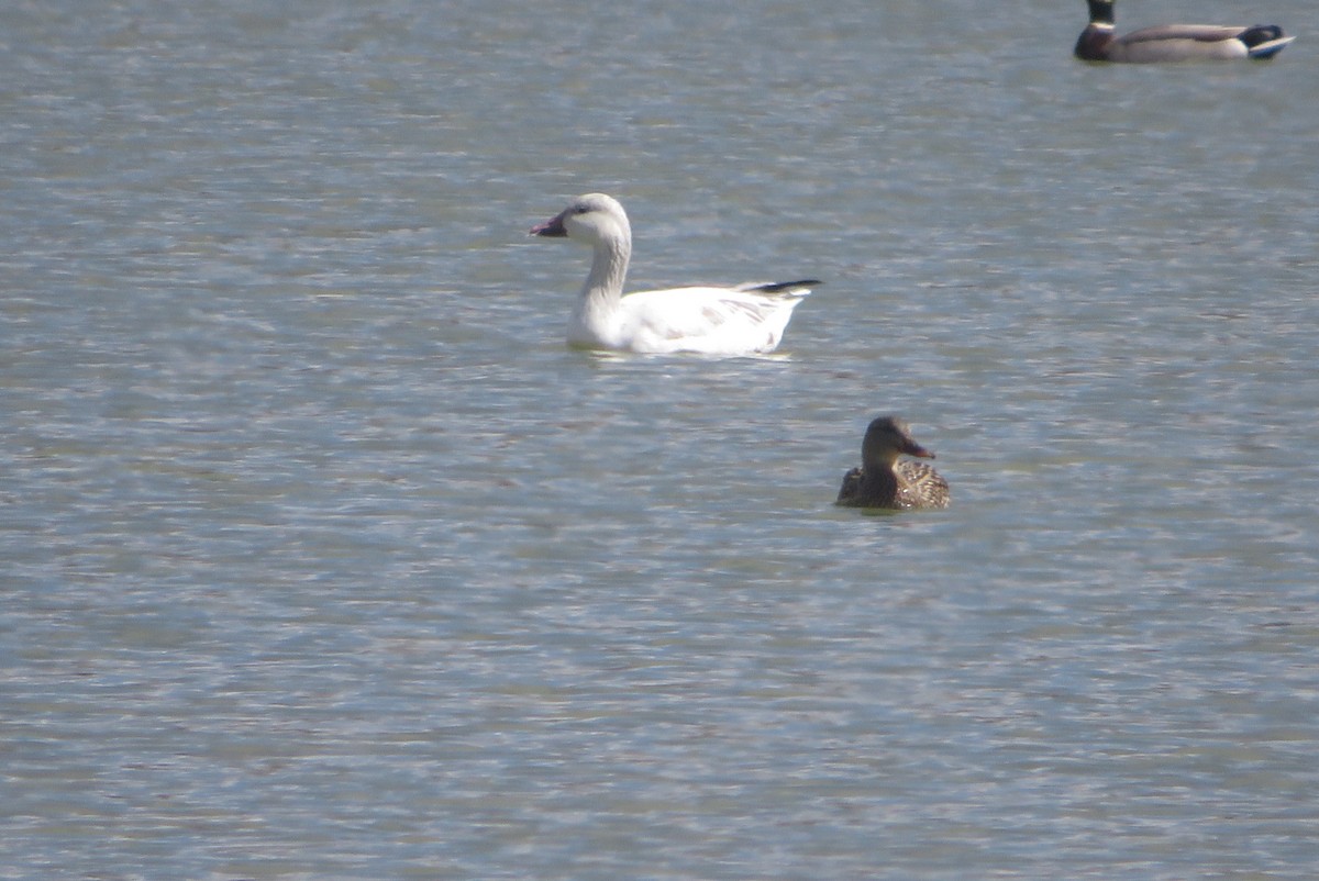 Snow Goose - ML633045863