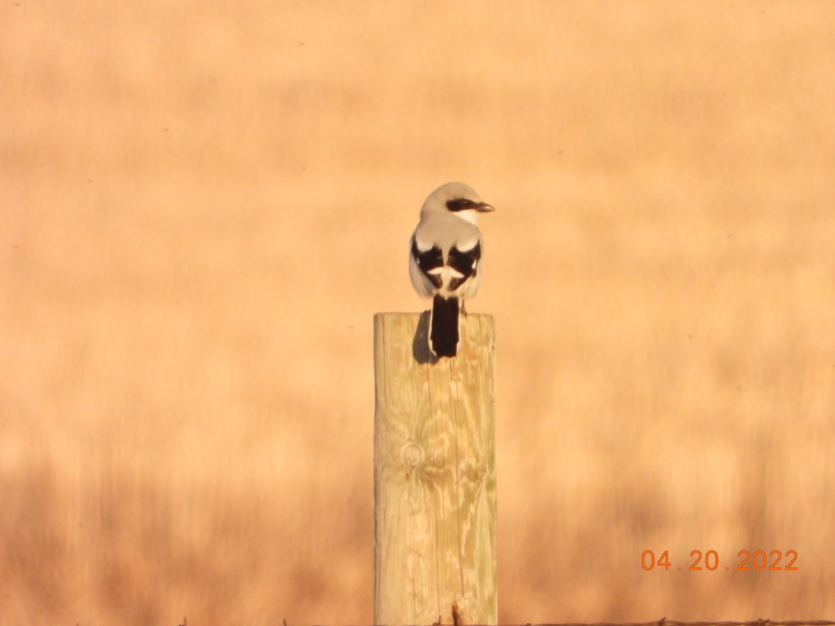 Loggerhead Shrike - ML633045942