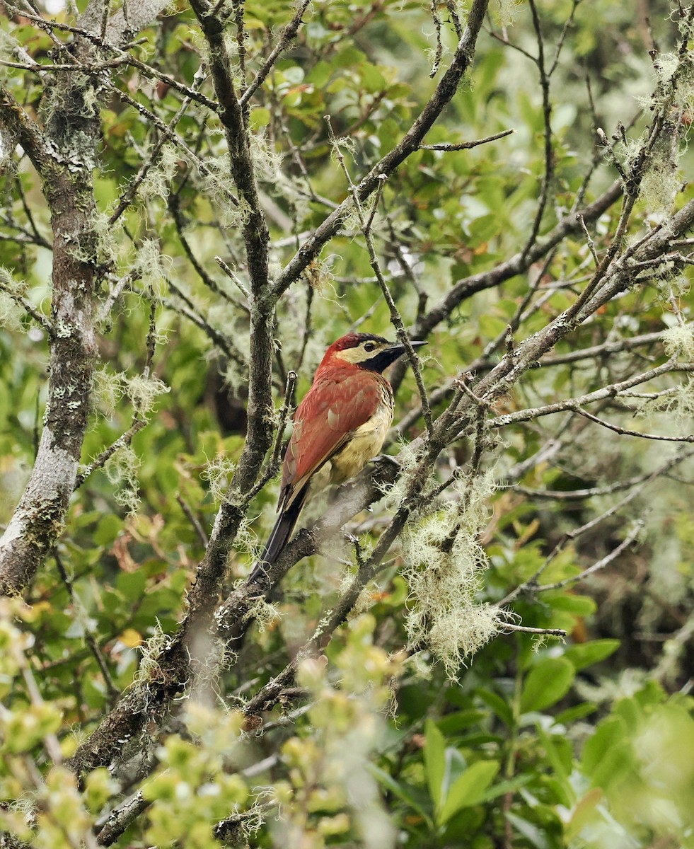 Crimson-mantled Woodpecker - ML633046082