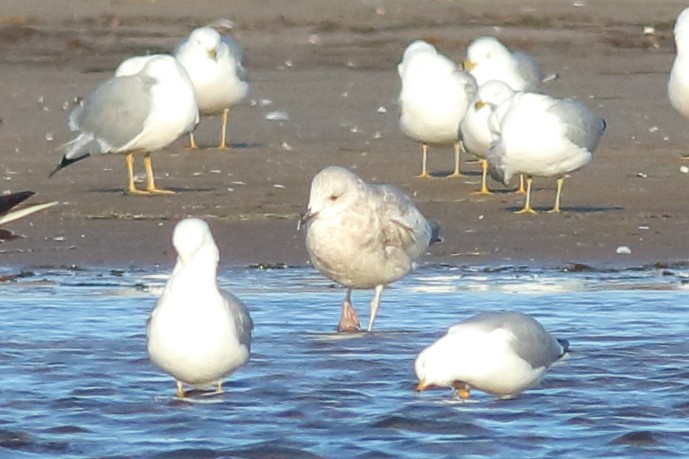grønlandsmåke (thayeri) (eskimomåke) - ML633046161