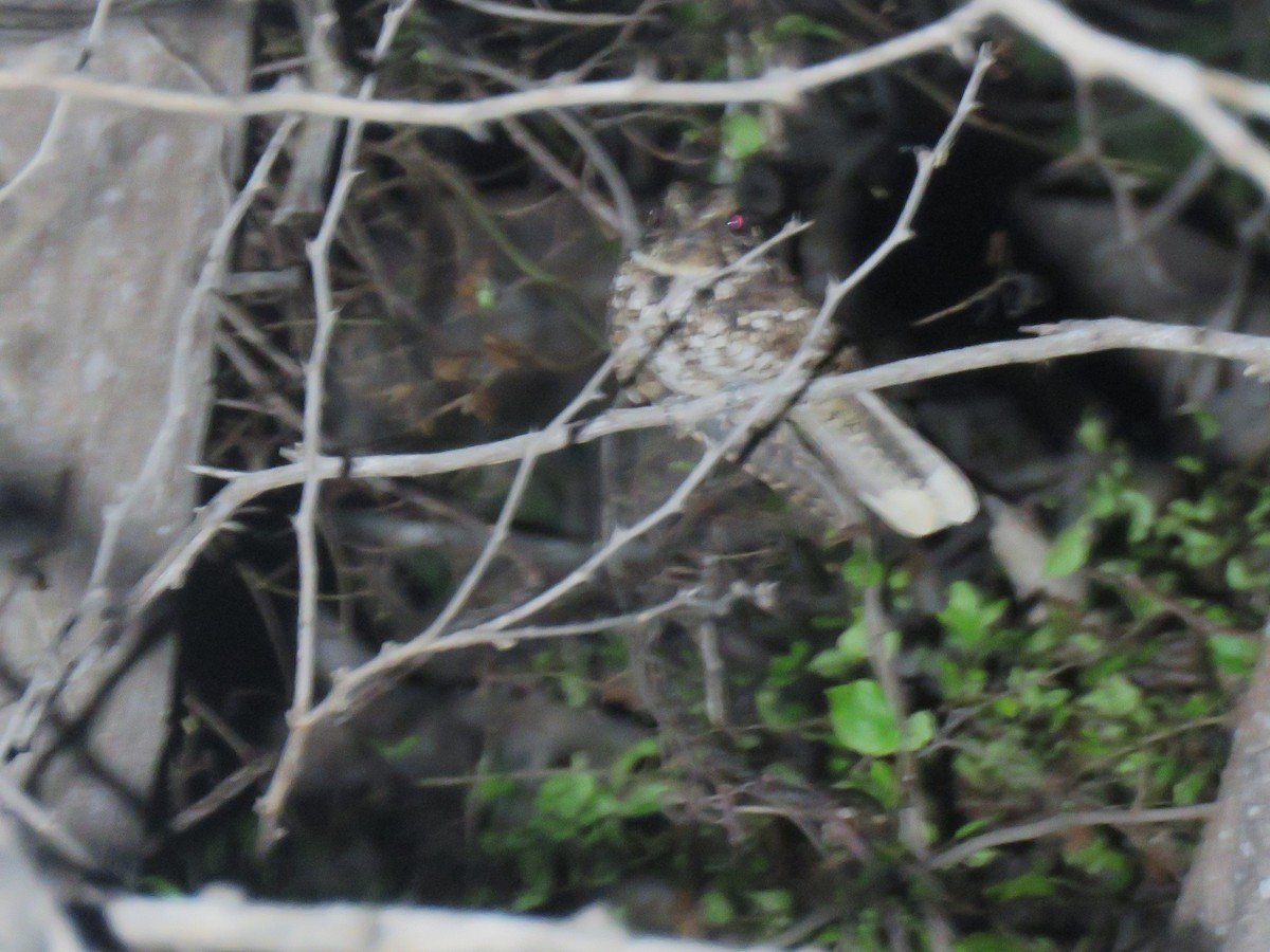 Puerto Rican Nightjar - ML633046201