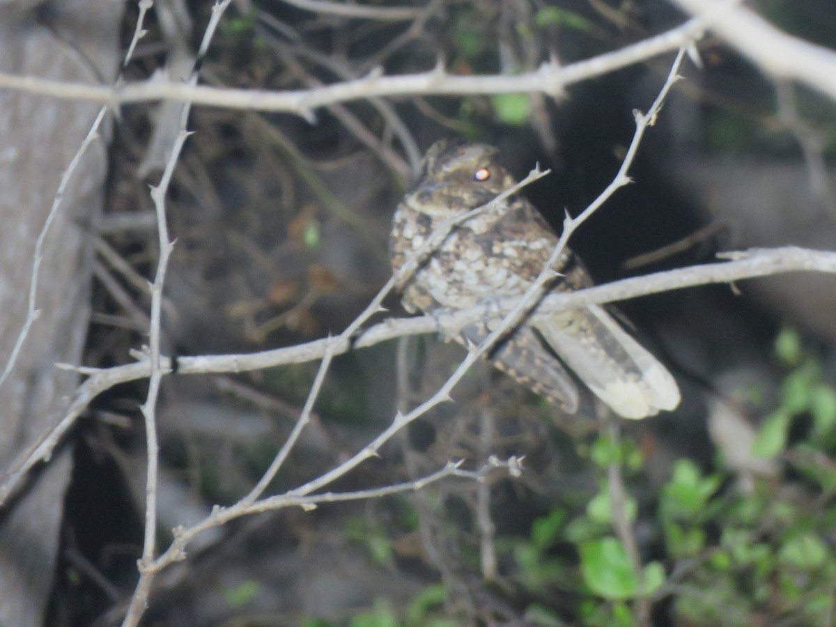 Puerto Rican Nightjar - ML633046202