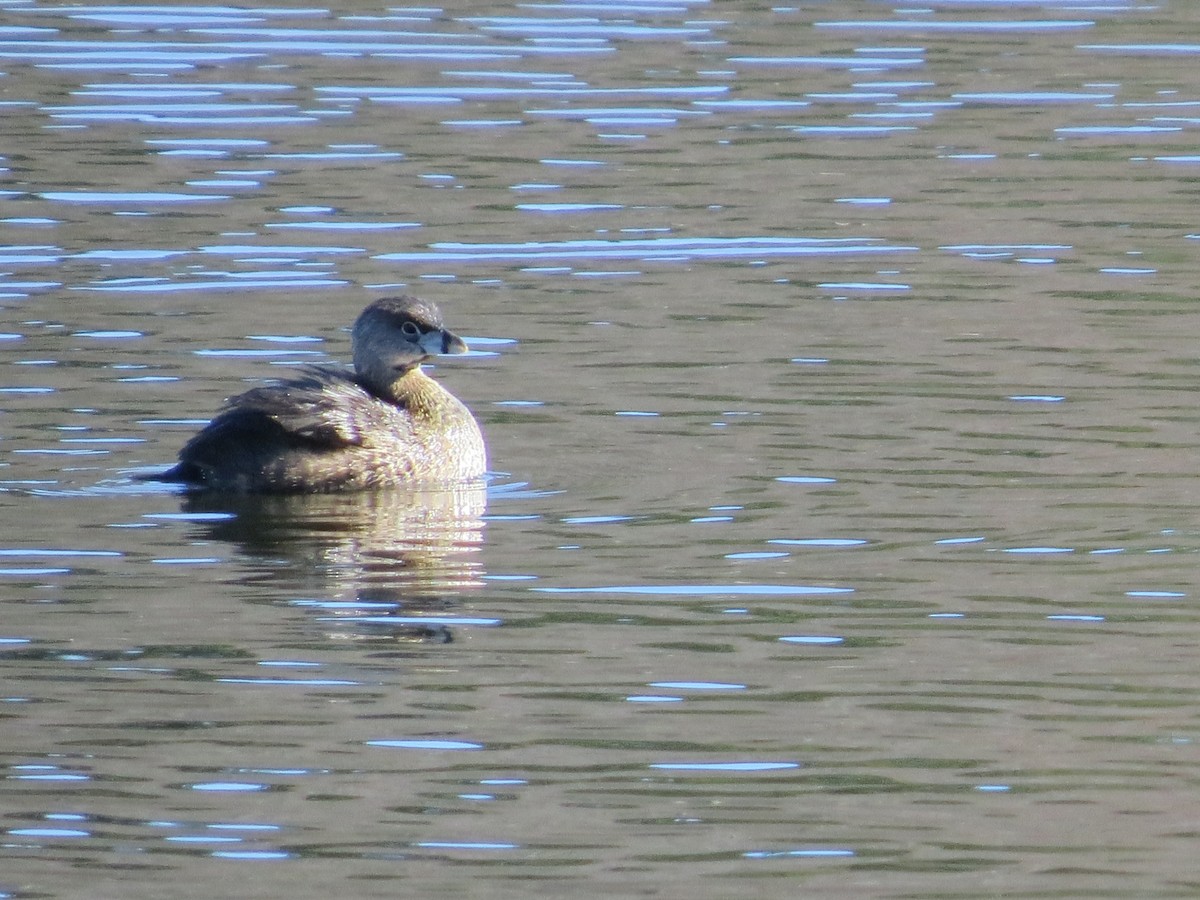 Pied-billed Grebe - ML633046388