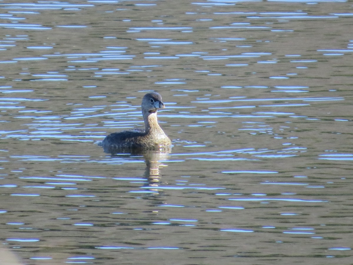Pied-billed Grebe - ML633046390