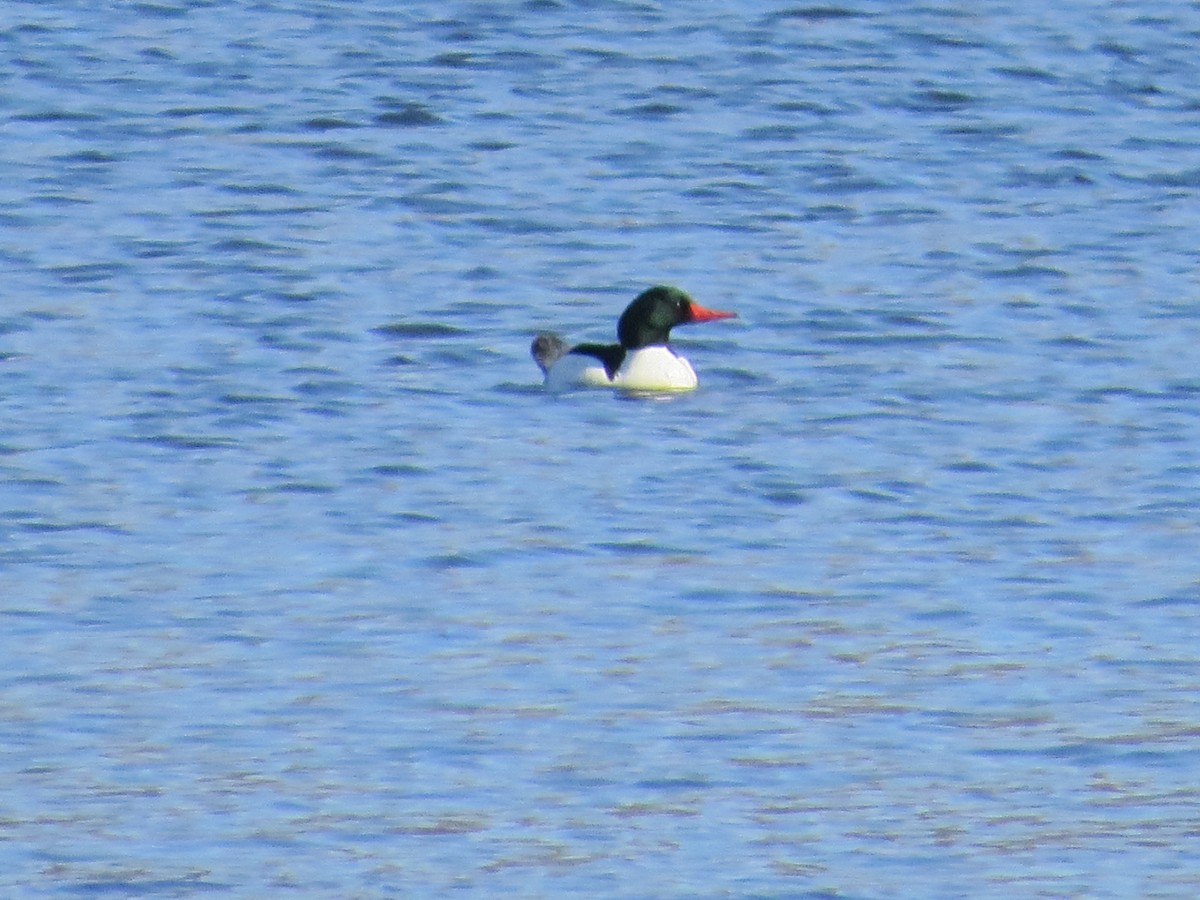 Common Merganser - ML633046397