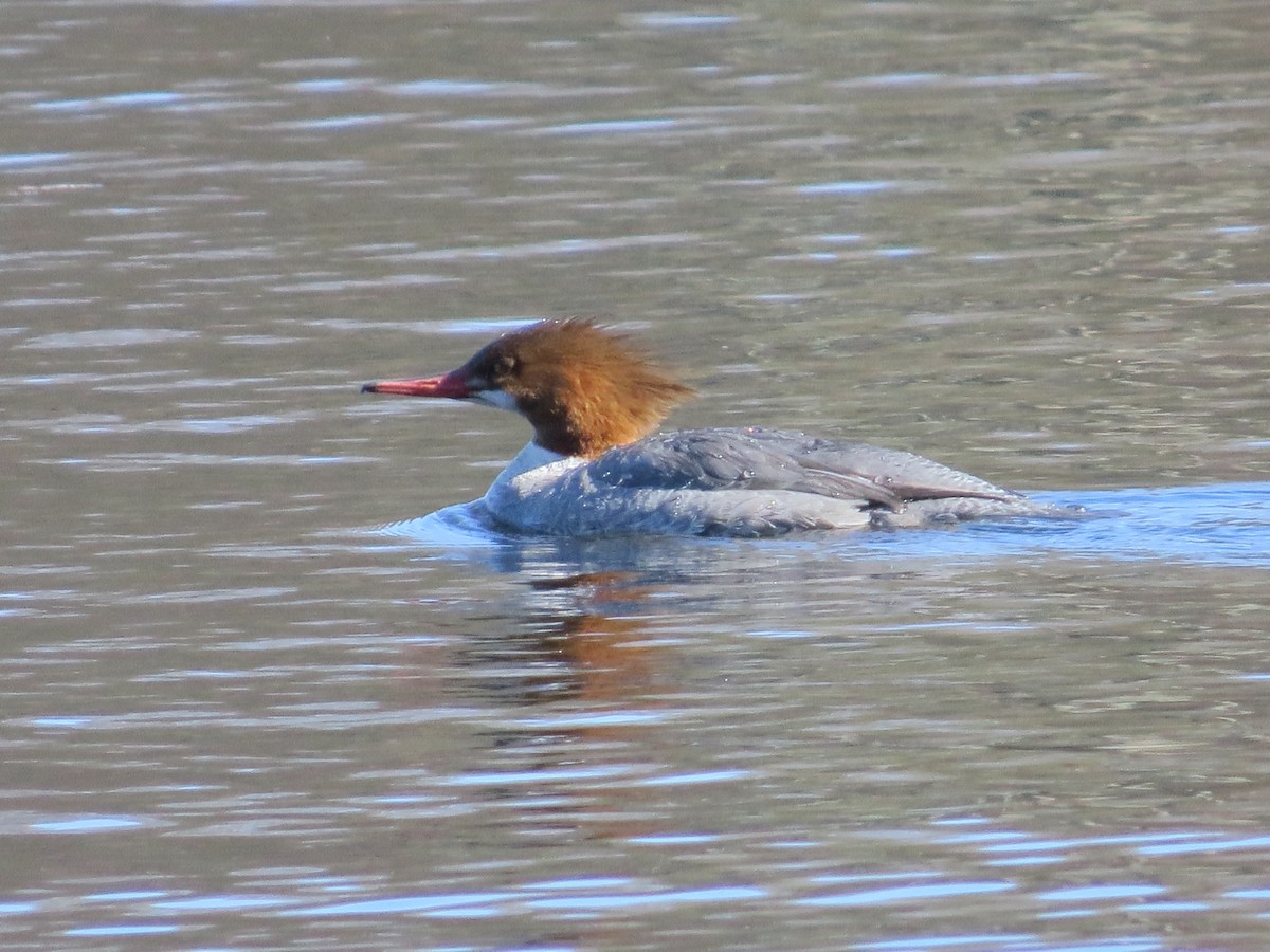 Common Merganser - ML633046398