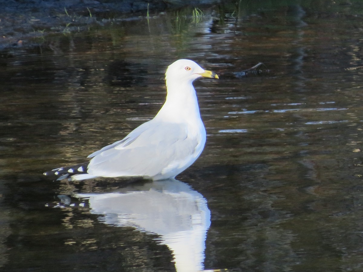 Ring-billed Gull - ML633046403