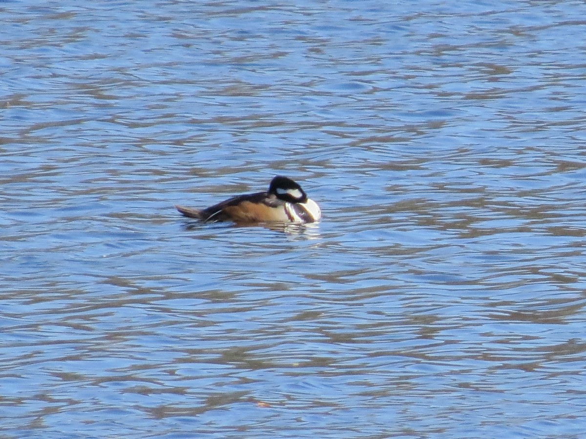 Hooded Merganser - ML633046419