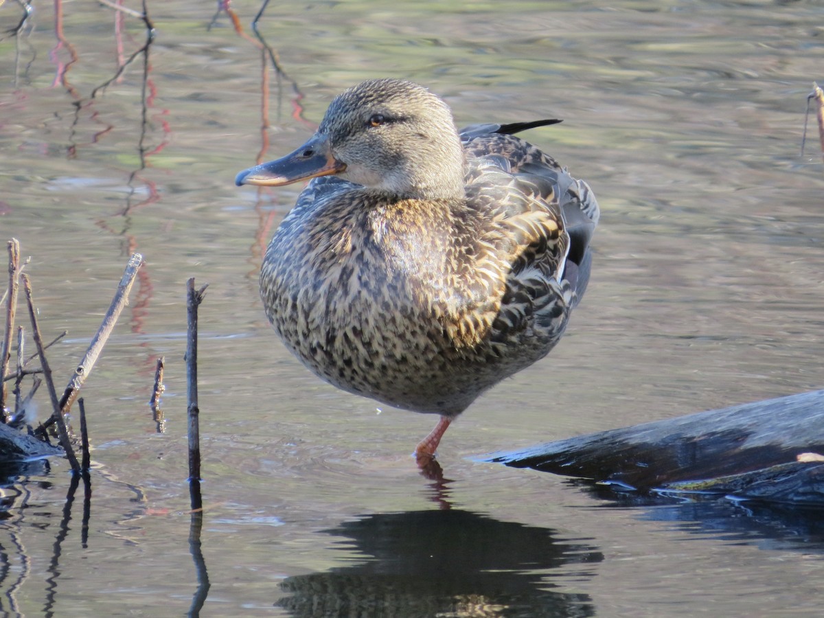 Mallard - ML633046426