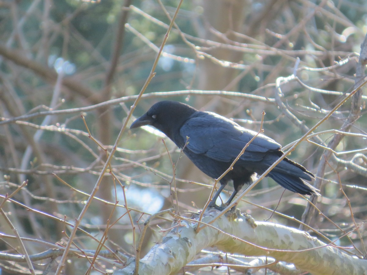 American Crow - ML633046440