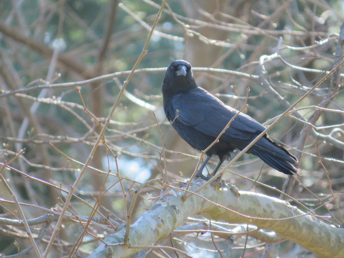 American Crow - ML633046441