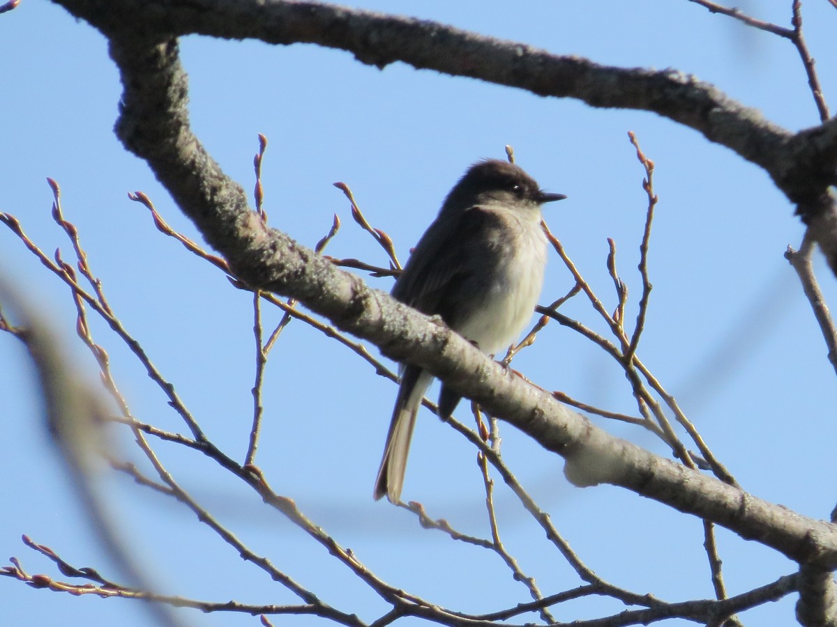 Eastern Phoebe - ML633046455