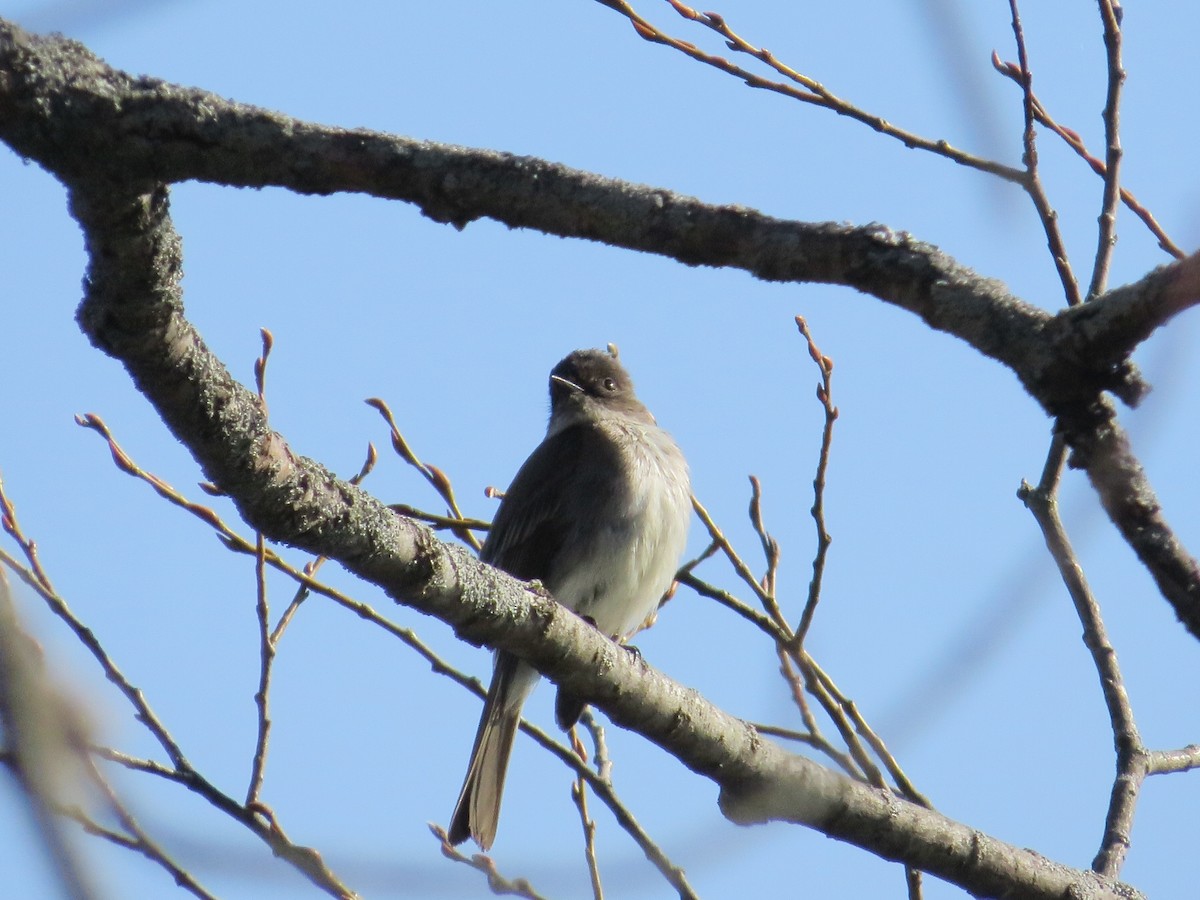 Eastern Phoebe - ML633046457