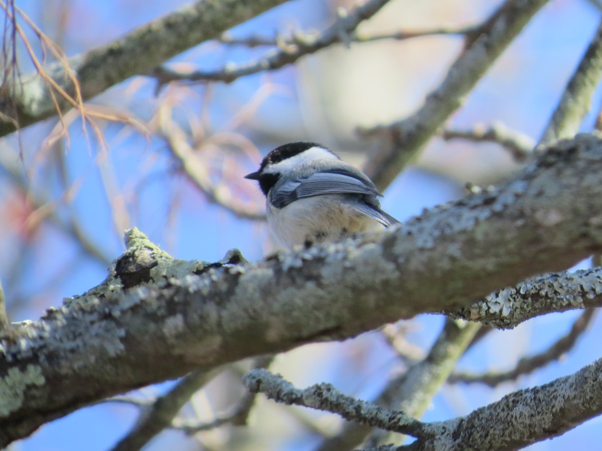 Black-capped Chickadee - ML633046507