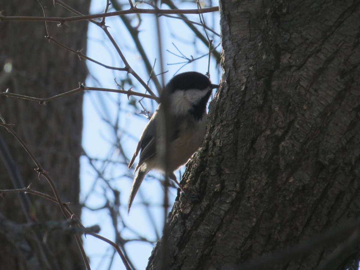 Black-capped Chickadee - ML633046508