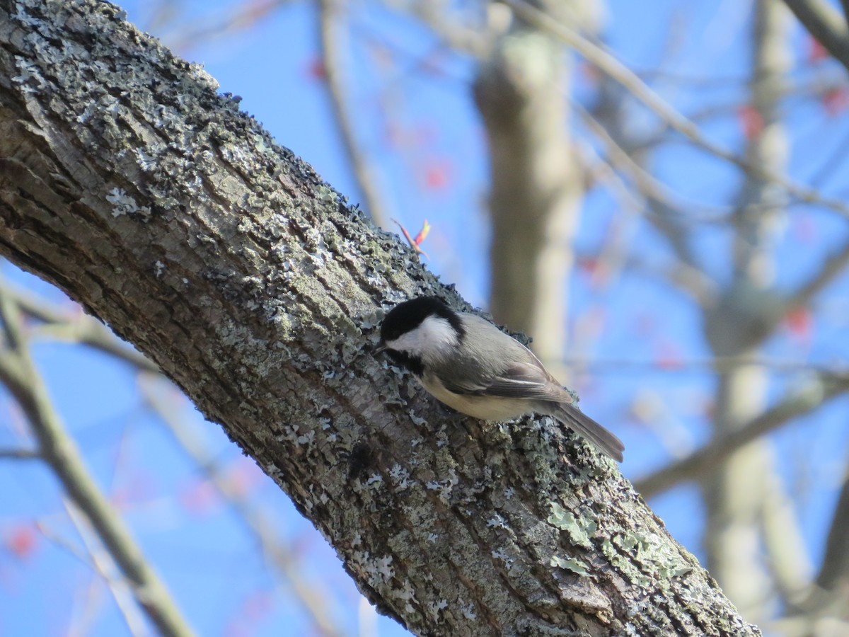 Black-capped Chickadee - ML633046509