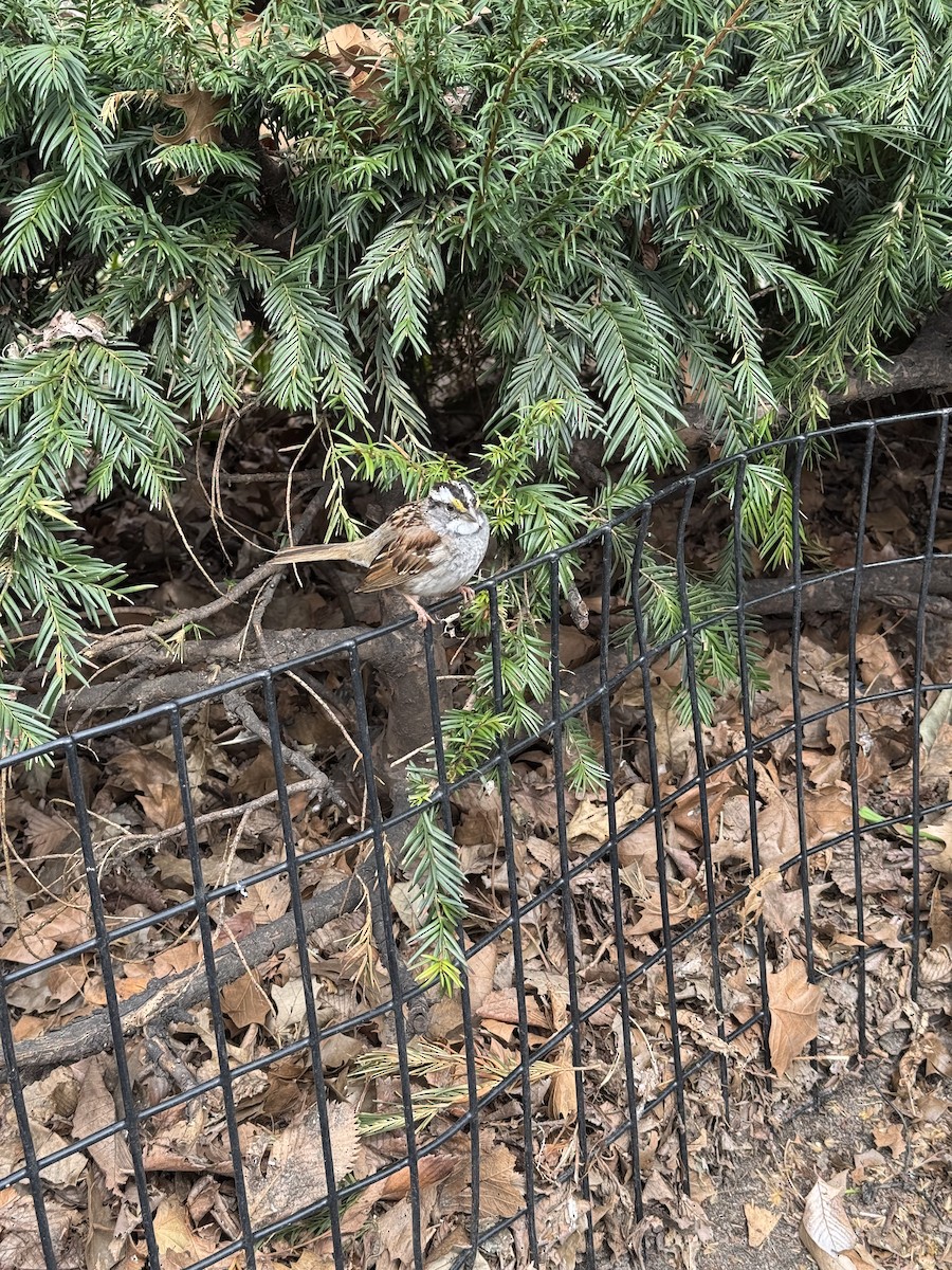 White-throated Sparrow - ML633046519