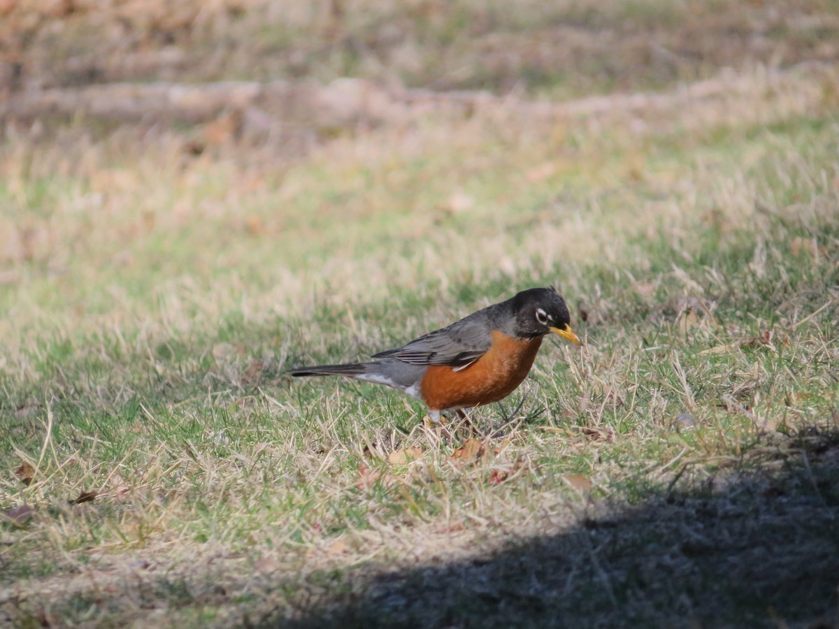American Robin - ML633046534