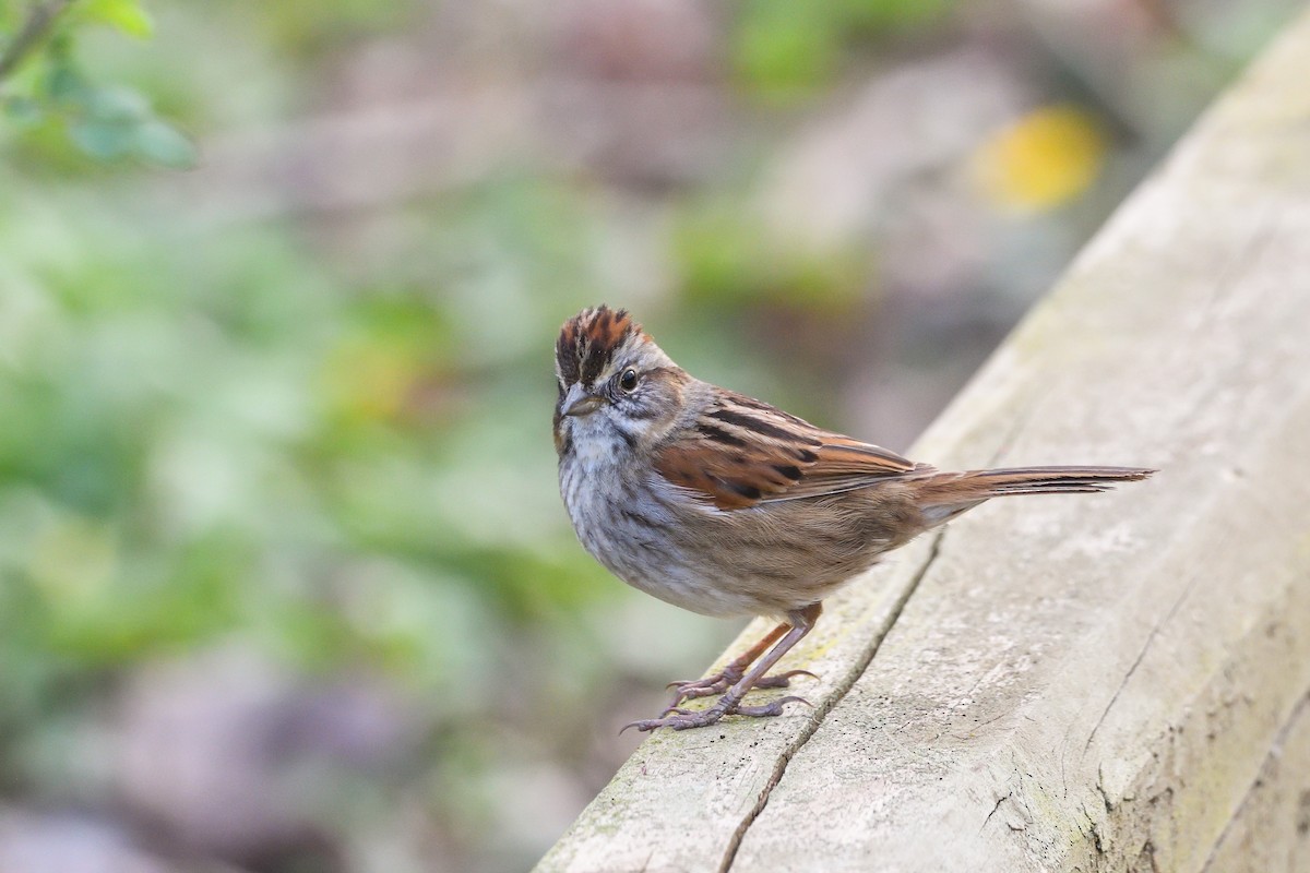 Swamp Sparrow - Beth and Dan Fedorko