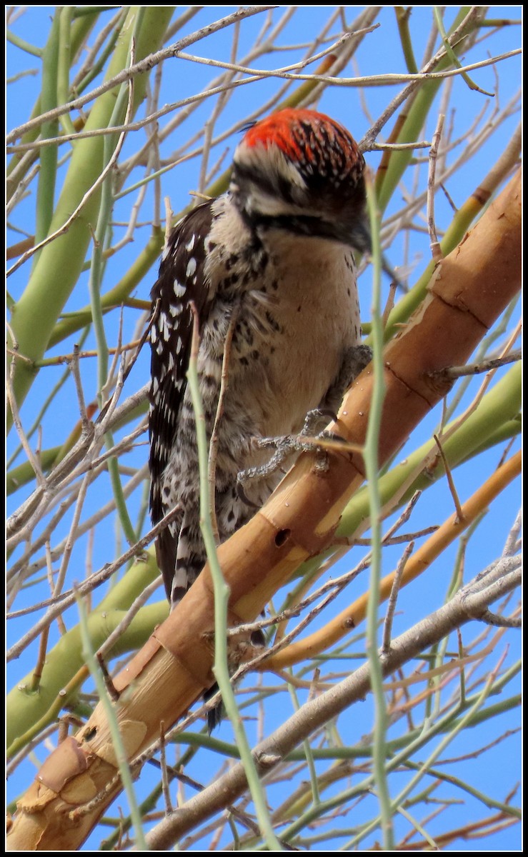 Ladder-backed Woodpecker - ML633046931