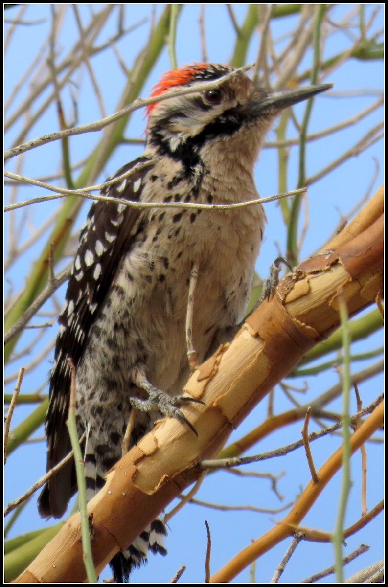 Ladder-backed Woodpecker - ML633046933