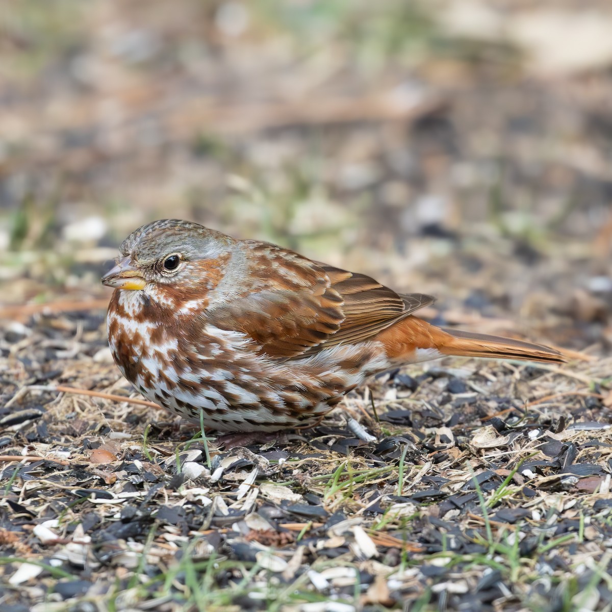 Fox Sparrow - ML633047072