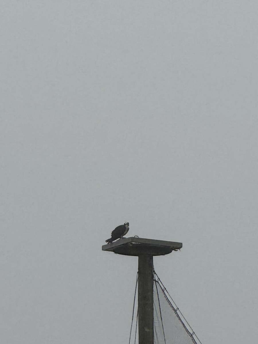 Osprey - ML633047175