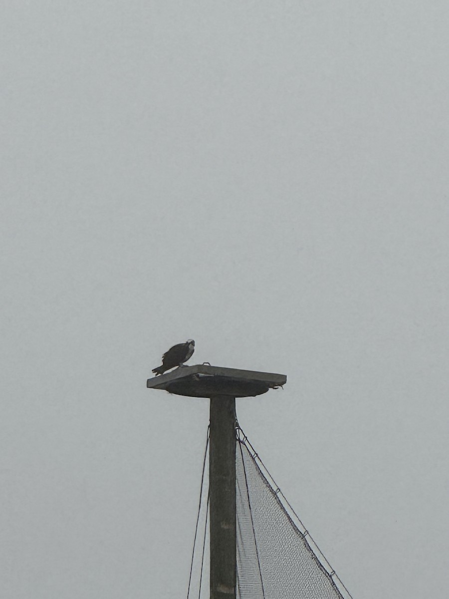 Osprey - ML633047176