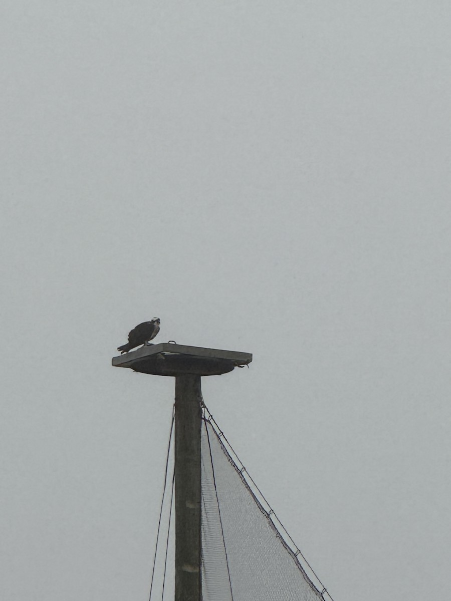 Osprey - ML633047177