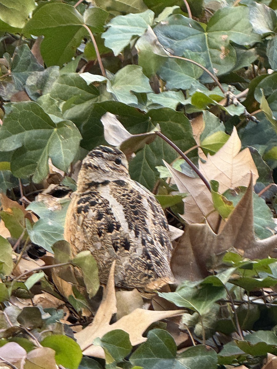 American Woodcock - ML633047341