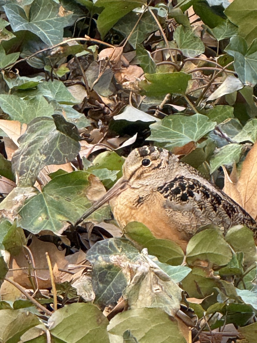 American Woodcock - ML633047342