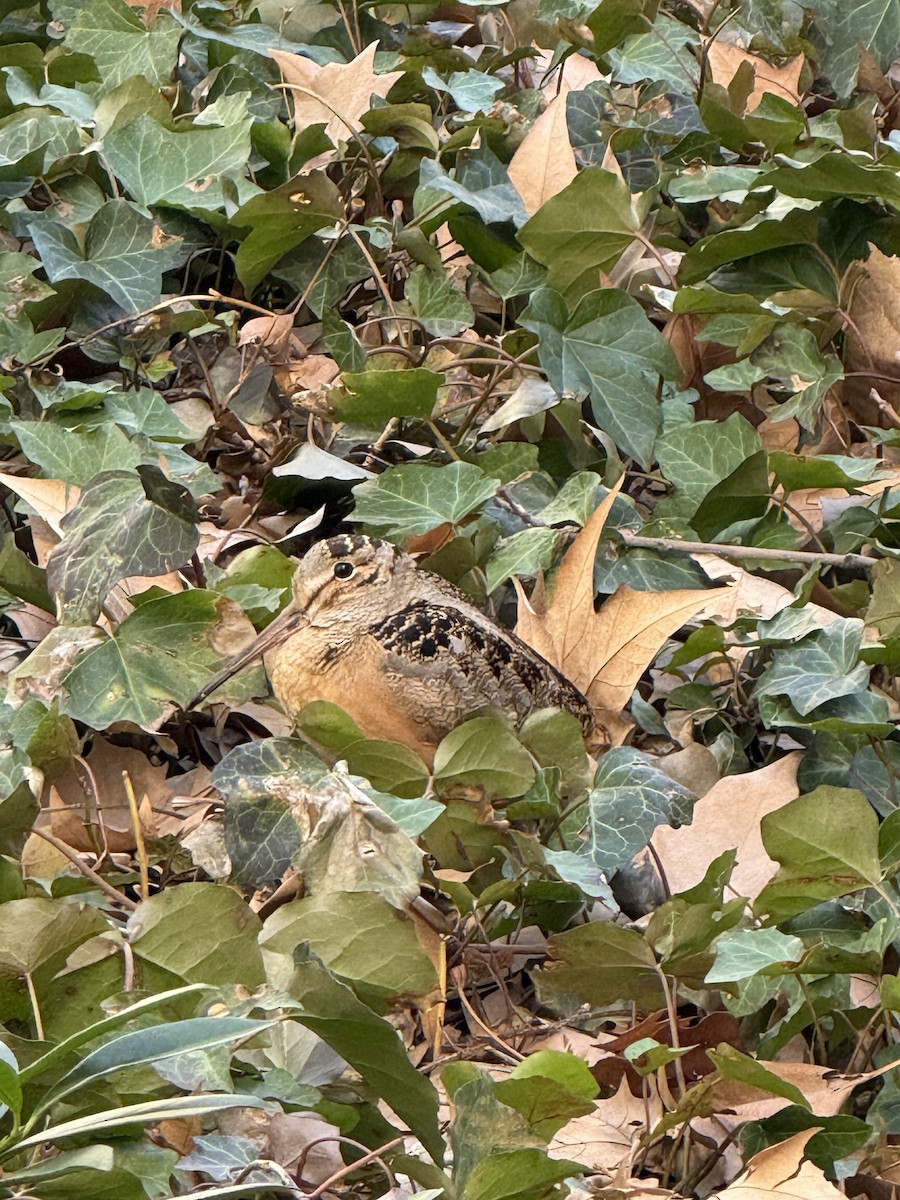 American Woodcock - ML633047343