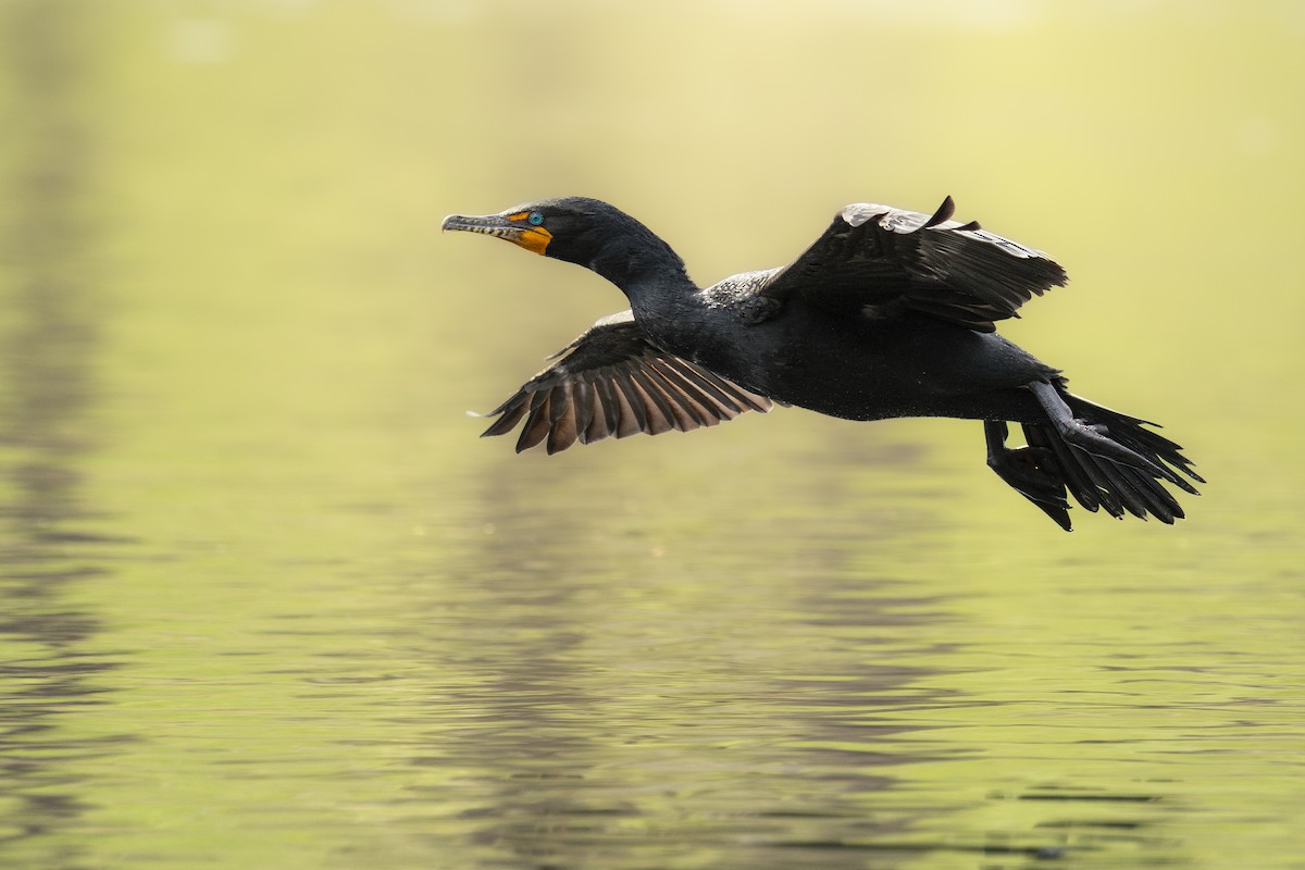Double-crested Cormorant - ML633047412