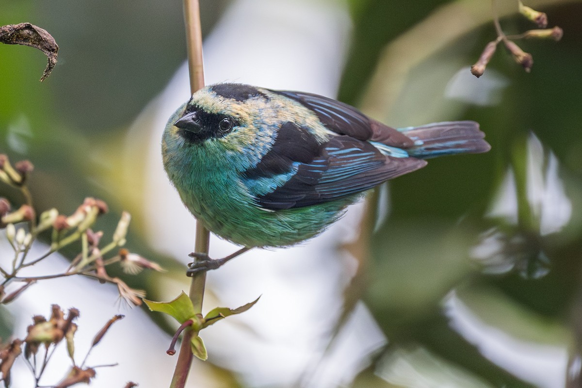 Metallic-green Tanager - ML633047534