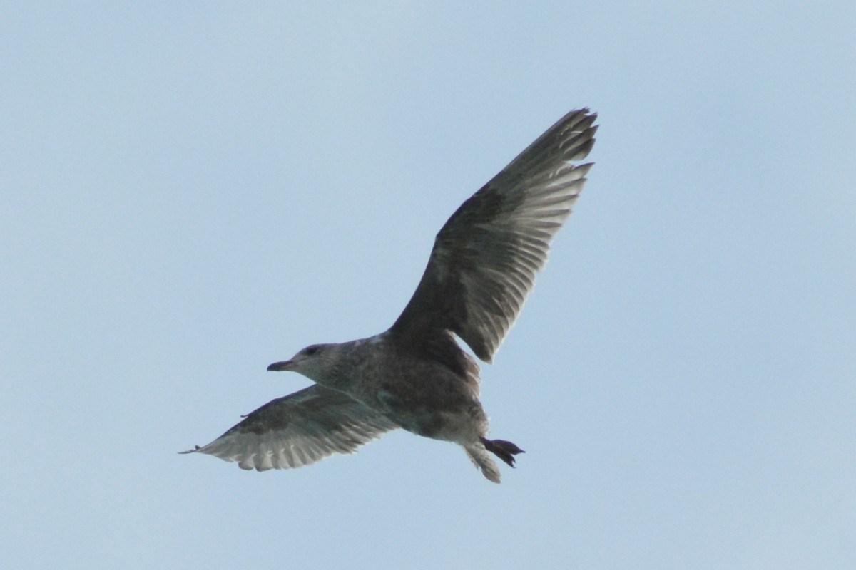 American Herring Gull - ML633047837