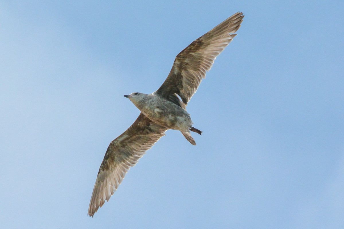 American Herring Gull - ML633047839