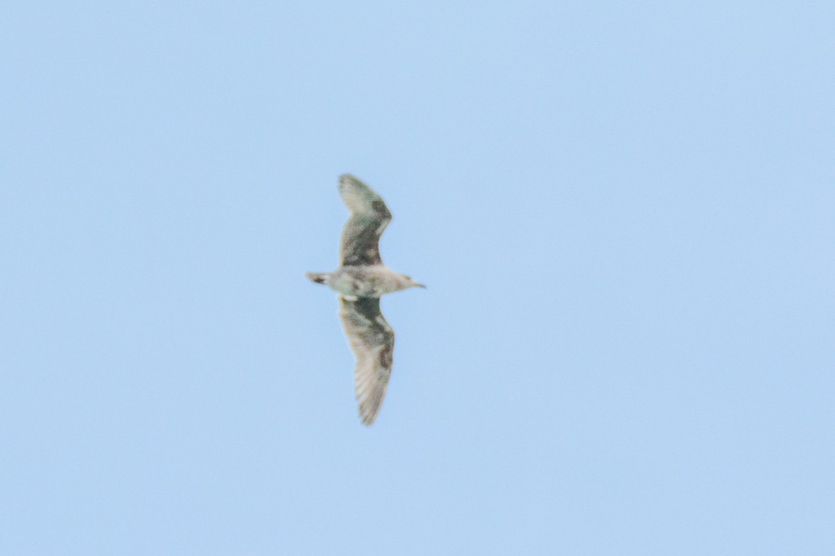 American Herring Gull - ML633047843