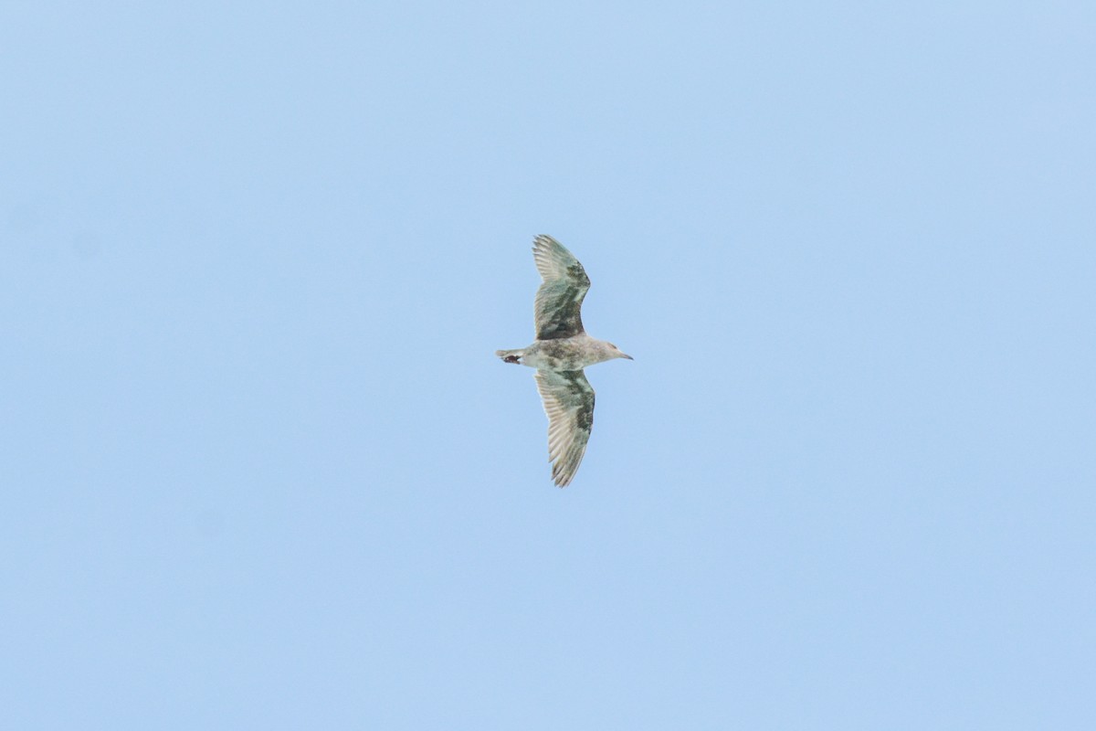 American Herring Gull - ML633047844