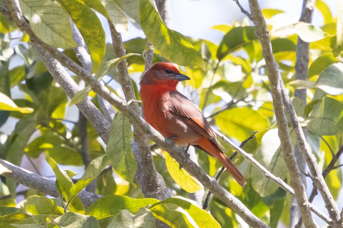 Piranga orangé - ML633048002