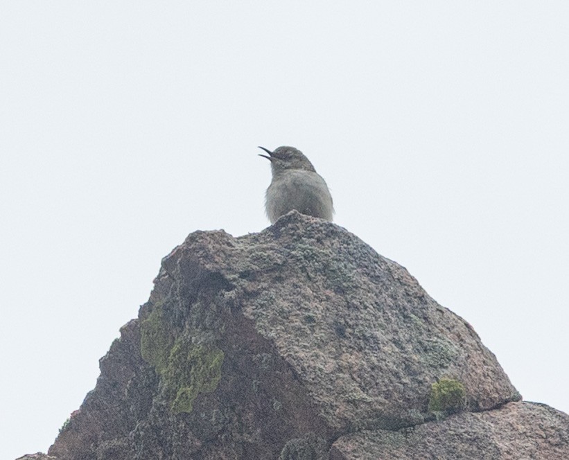 Rock Wren - ML633048097