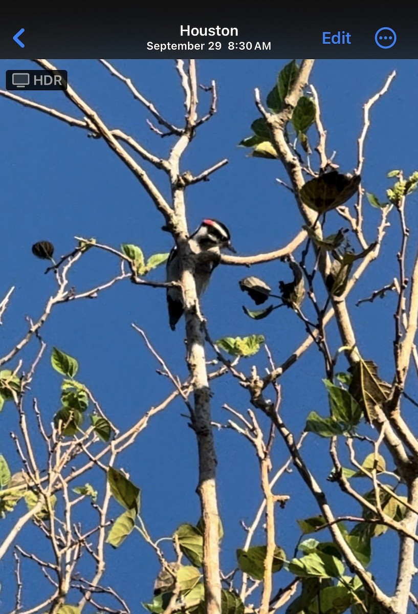 Dunenspecht - ML633048120