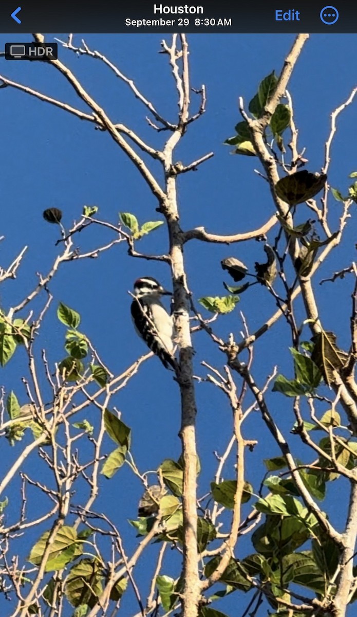 Dunenspecht - ML633048121