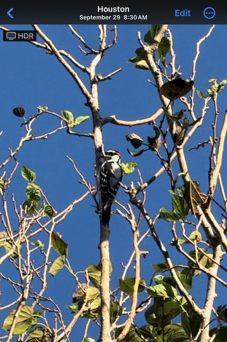 Dunenspecht - ML633048122