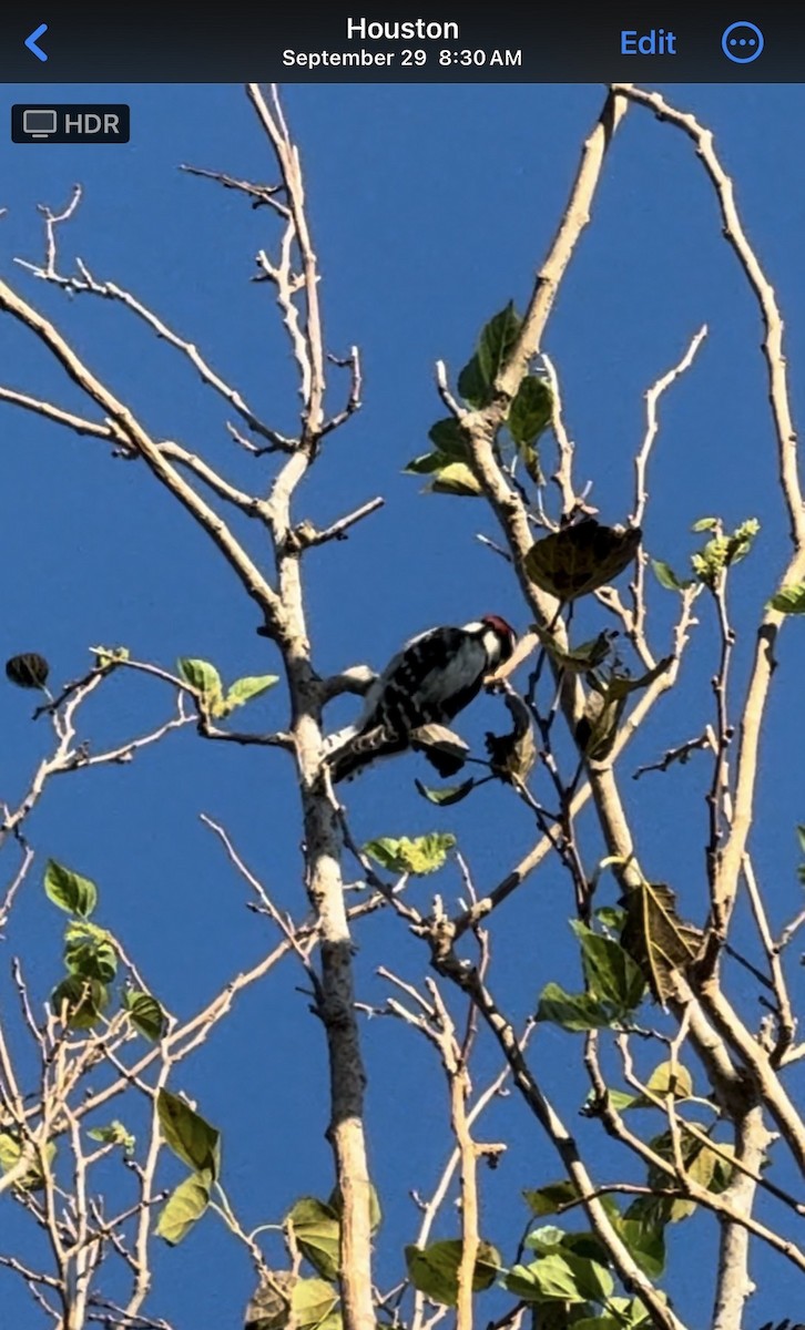 Dunenspecht - ML633048123