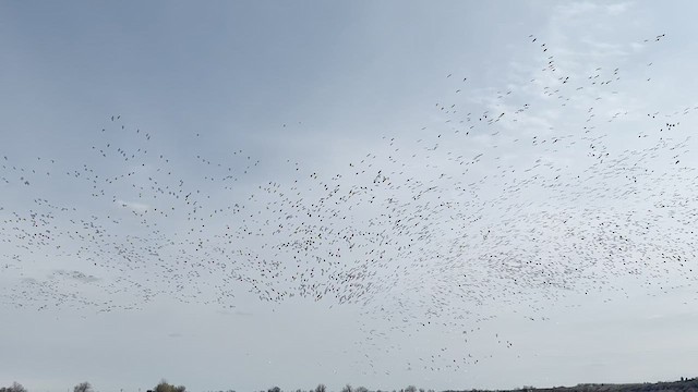 Snow Goose - ML633048196