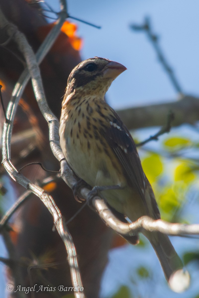 Rose-breasted Grosbeak - ML633048226